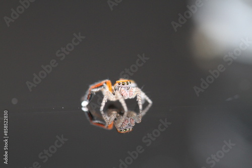 saitis barbipes jumping spider on green plant in garden adult male spider photo