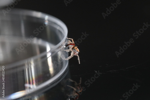 saitis barbipes jumping spider on green plant in garden adult male spider photo