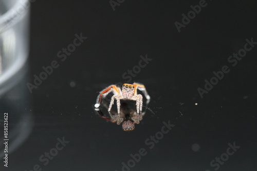 saitis barbipes jumping spider on green plant in garden adult male spider photo