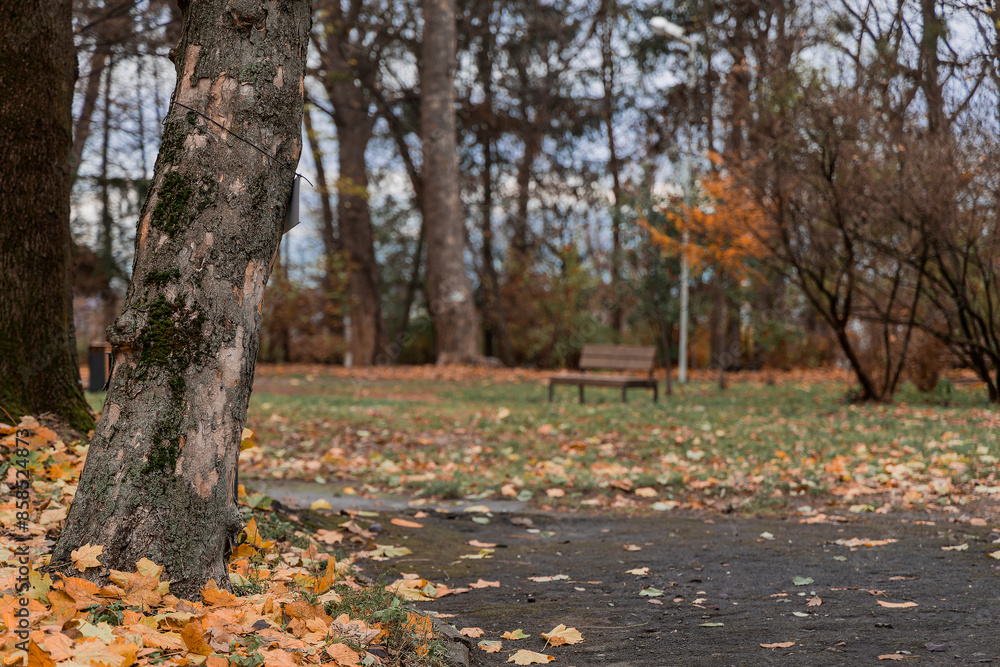 autumn October park scenic view tree foreground focus falling leaves and blurred background floral and bench without people autumn October park scenic view tree foreground focus falling leaves and blurred background floral and bench without people