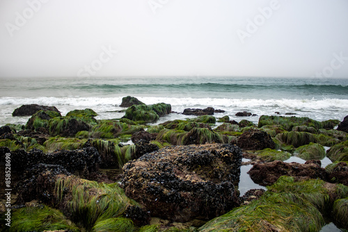 rocks on the beach with moss