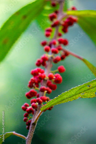 Debregeasia longifolia, Orange Wild Rhea, Haikaeng Thing, Totongoan. We can use it as a survival plant, namely to survive when there is a shortage of food. photo