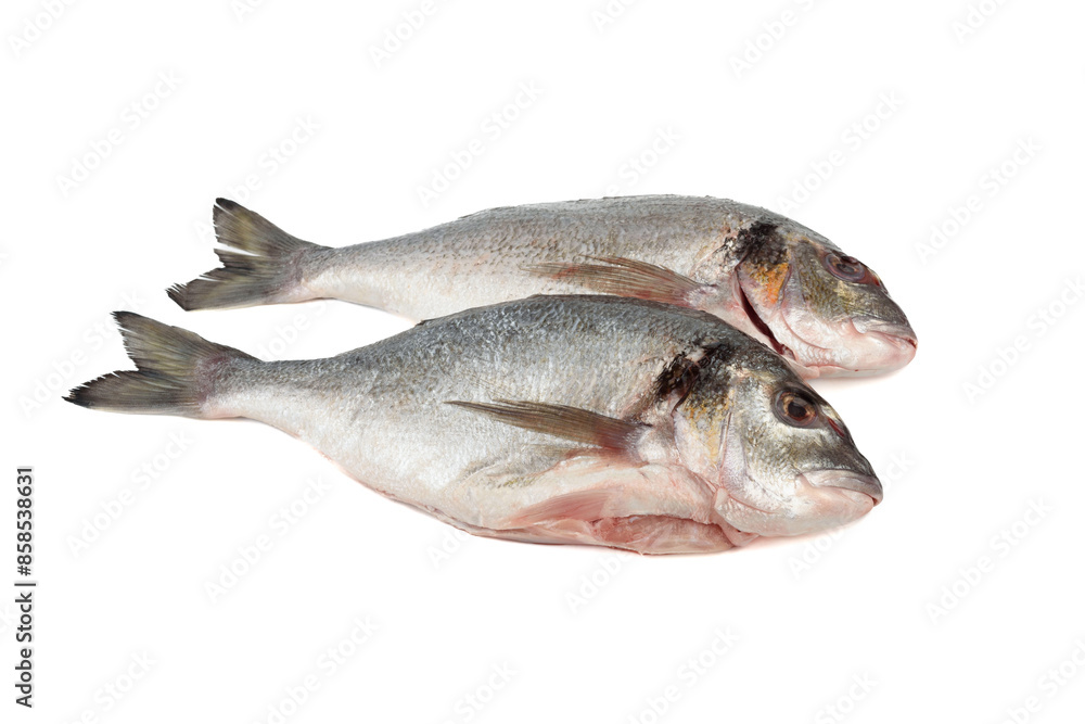Two ready to cook cleaned dorado fish on white background. Two ready to cook cleaned dorado fish on white background.