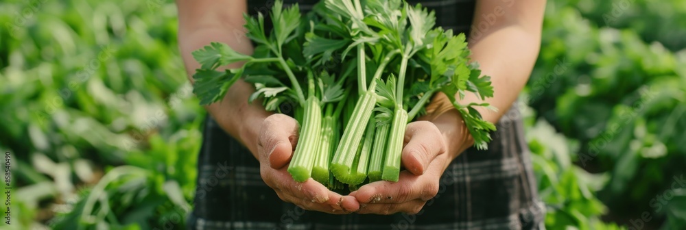 Obraz premium Fresh Celery Stalks in Farmer's Hands