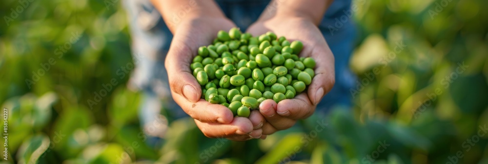Fresh Green Peas in Hands Fresh Green Peas in Hands