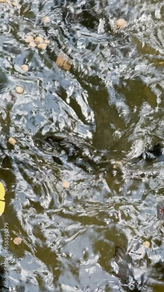 Animal themes: Colossoma macropomum also known as Cachama and Koi fish in the pond Animal themes: Colossoma macropomum also known as Cachama and Koi fish in the pond