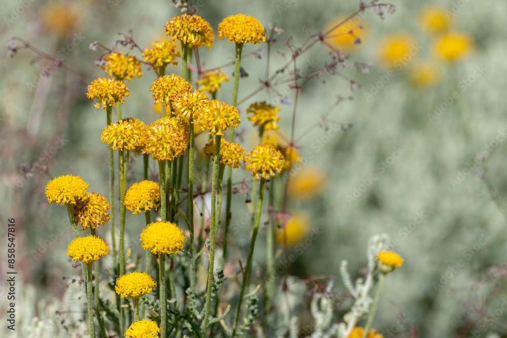 Obraz premium Background with yellow flowers of santolina (Santolina chamaecyparissus) in the field