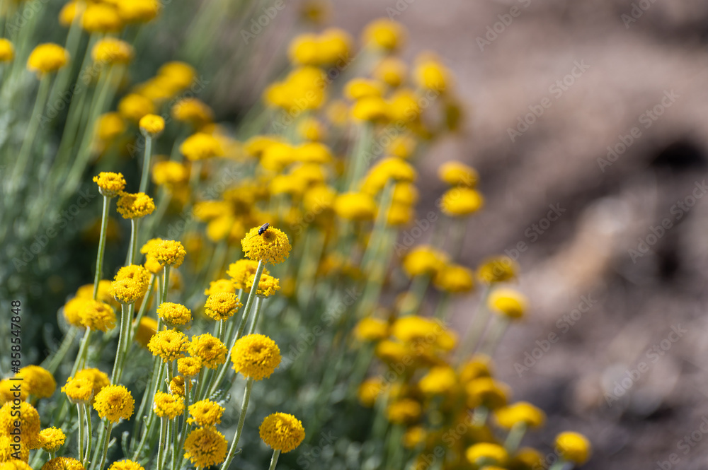 Obraz premium Background with yellow flowers of santolina (Santolina chamaecyparissus) in the field