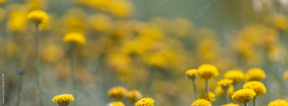 Fototapeta premium Background with yellow flowers of santolina (Santolina chamaecyparissus) in the field