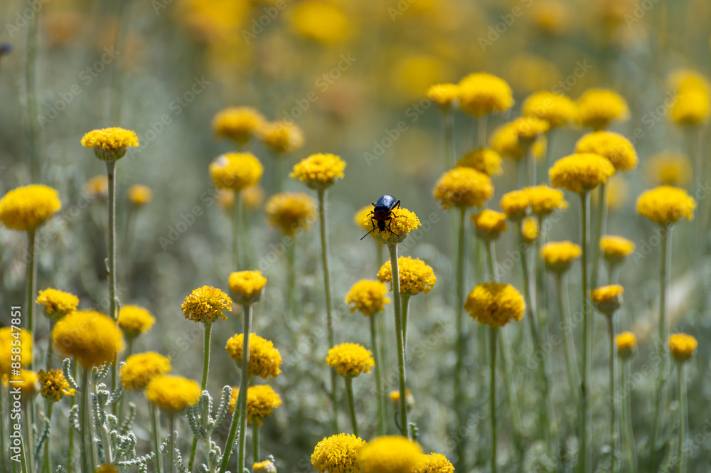 Fototapeta premium Background with yellow flowers of santolina (Santolina chamaecyparissus) in the field
