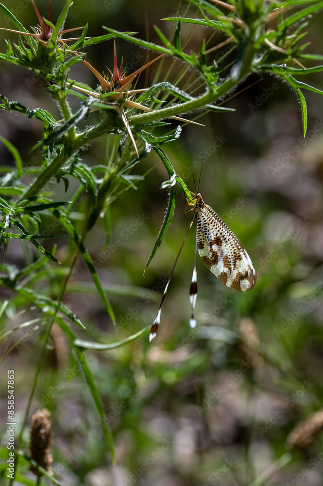 Detail of a Spoon-winged Lacewing (Nemoptera sinuata) perched on a field plant in Andalusia (Spain) Detail of a Spoon-winged Lacewing (Nemoptera sinuata) perched on a field plant in Andalusia (Spain)
