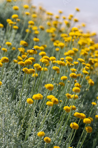 Background with yellow flowers of santolina (Santolina chamaecyparissus) in the field photo