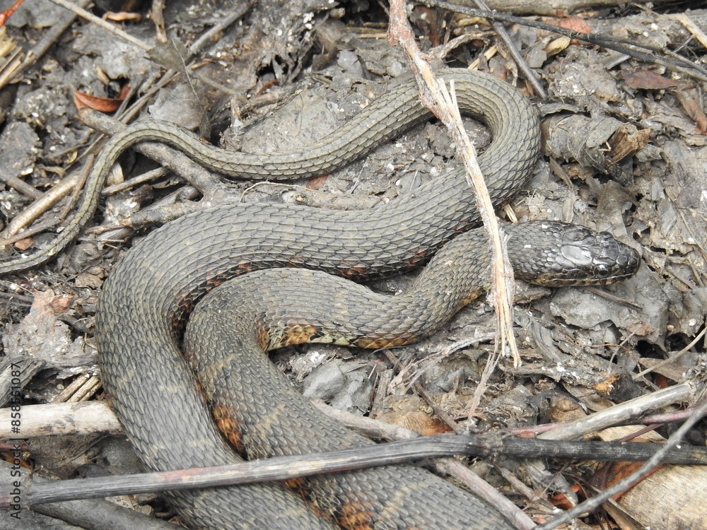A large northern water snake living within the wetlands of the Bombay Hook National Wildlife Refuge, Kent County, Delaware. A large northern water snake living within the wetlands of the Bombay Hook National Wildlife Refuge, Kent County, Delaware.