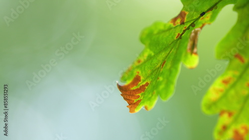 Leafy branch of a common oak. Sunny day in early autumn forest. Late summer early autumn sunlight. Bokeh. photo