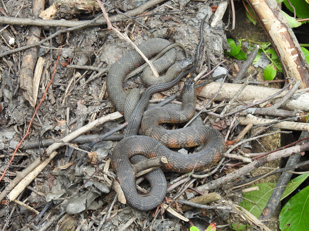 Obraz premium A pair of northern water snakes, basking in the warmth of the sun, within the wetland forest of the Bombay Hook National Wildlife Refuge, Kent County, Delaware.