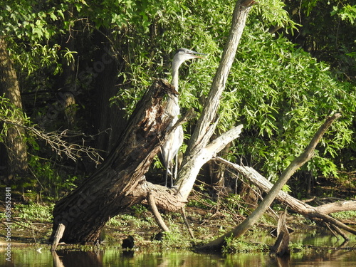 A great blue heron perched on a branch, within the wetland forest of the Bombay Hook National Wildlife Refuge, Kent County, Delaware.  photo