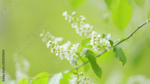 Hagberry or mayday tree or prunus padus, in full bloom. Tree with white fragrant flowers. Slow motion.