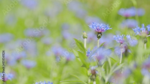 Centaurea montana, knapweed bluet flowering plant also called bachelors button. Slow motion.