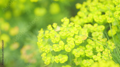 Cypress spurge flowers or euphorbia cyparissias, with blurred background. Close up. photo