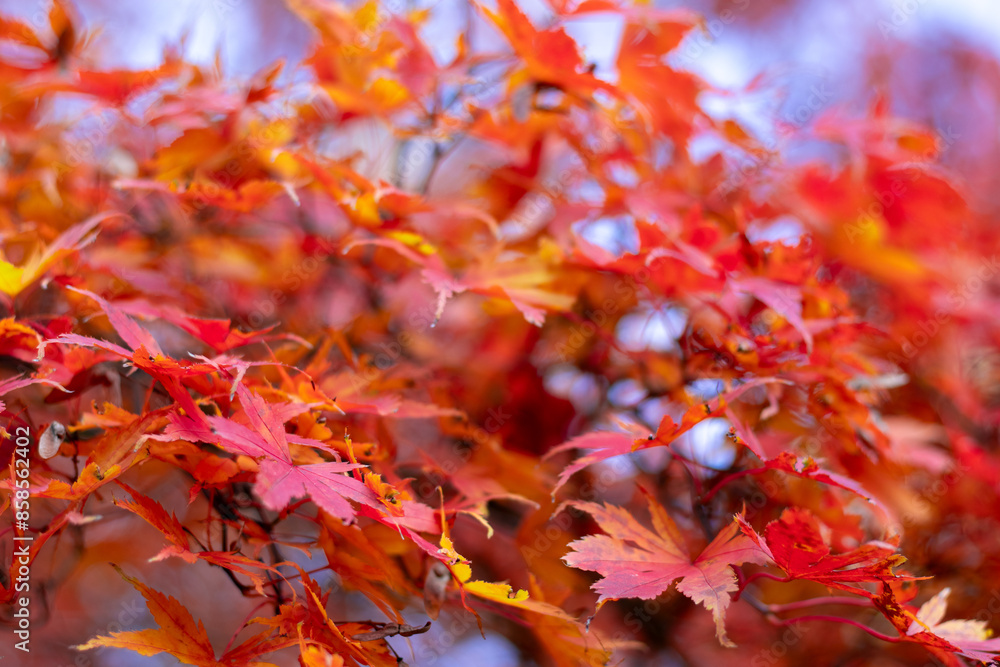 beautiful red and bright autumn leaves beautiful red and bright autumn leaves