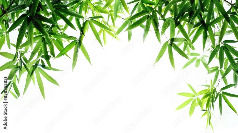 Bamboo leaves in green isolated on a white background Bamboo leaves in green isolated on a white background