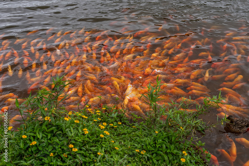 Amphilophus is a genus of cichlid fishes from Central America, ranging from southern Mexico to Panama.  The Hoʻomaluhia Botanical Garden is a botanical garden， Kāne'ohe, Oahu, Hawaii photo