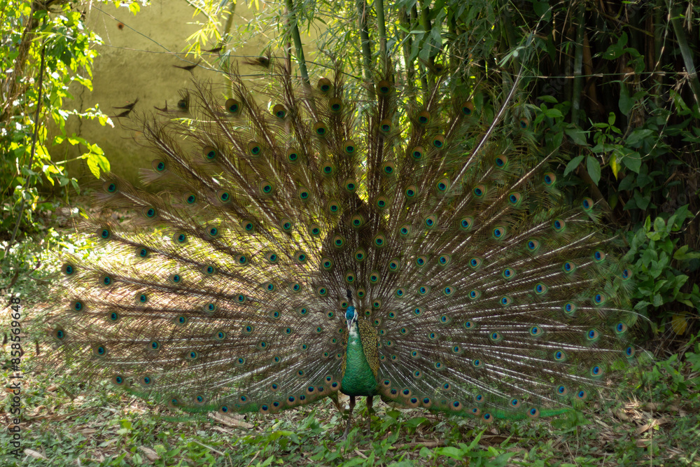 Obraz premium Peacock