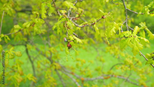 May large beetles. Adult cockchafer, melolontha melolontha in spring on the green young oak leaves. Wide shot. photo