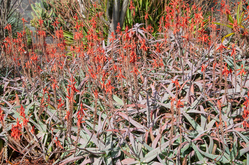 Sydney Australia, garden of flowering aloe chabaudii plants photo