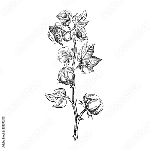 The cotton is organic. A branch of unripe cotton with flowers, leaves and buds, emphasizing the botanical features. Black and white, detailed, graphic, vector illustration. Isolate, hand-drawn.