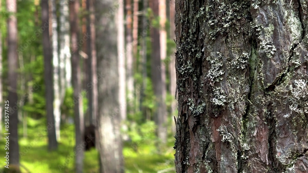 Pine forest at summer day Pine forest at summer day