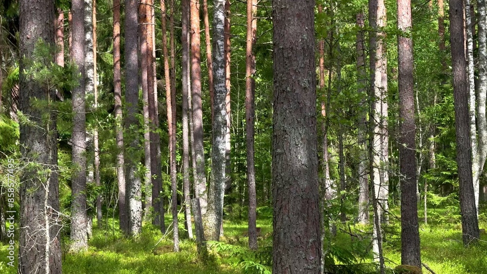 Fototapeta premium Pine forest at summer day