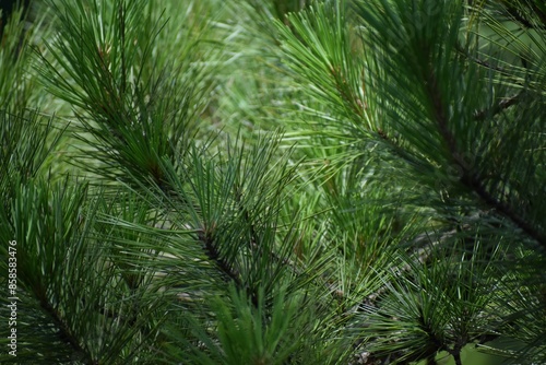 Pine background. Christmas background with pine branches.