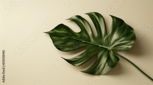 Monstera leaf mockup on neutral background for beauty or fashion