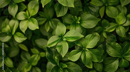 Background of fresh green leaves