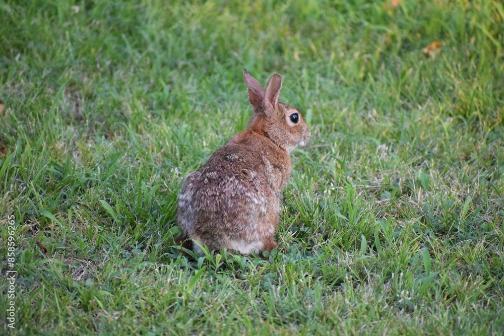 Fototapeta premium Rabbit in the grass. Cute bunny. Easter background.