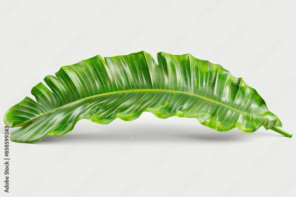 High Resolution Image of a Lush Green Tropical Banana Leaf on a Clean White Background for Natural and Botanical Themed Projects, Presentations, Posters, and Creative Design Inspirations High Resolution Image of a Lush Green Tropical Banana Leaf on a Clean White Background for Natural and Botanical Themed Projects, Presentations, Posters, and Creative Design Inspirations