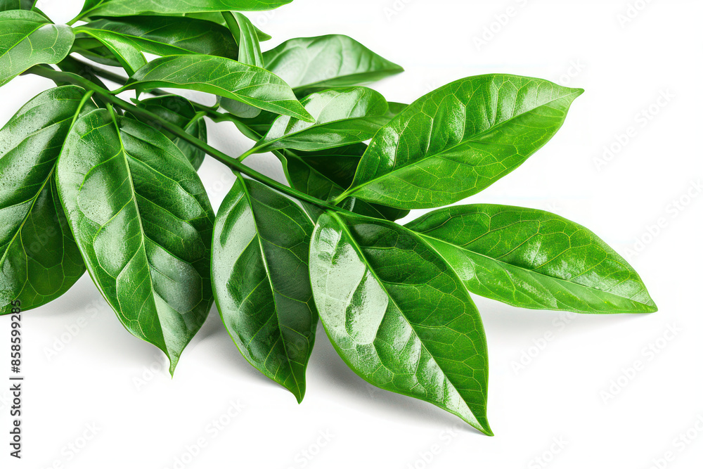 Lush Green Leaves Branch Vibrant Nature Foliage Close Up, Fresh Leafy Plant Detail, Botanical Beauty, Eco Friendly Natural Decoration, Photosynthesis, Organic Growth, Garden, Wellness Lush Green Leaves Branch Vibrant Nature Foliage Close Up, Fresh Leafy Plant Detail, Botanical Beauty, Eco Friendly Natural Decoration, Photosynthesis, Organic Growth, Garden, Wellness