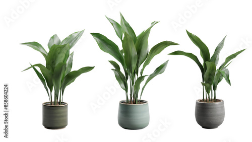 Set of Cast Iron Plant in Ceramic planter Transparent Background