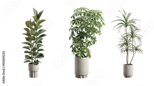 Tableau sur toile Exotic Plants in Concrete Planter Transparent Background