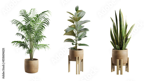 Set of Exotic Indoor Plants In Terracota Planter 