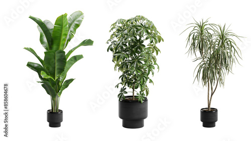 Exotic Plants in Dark Planter Transparent Background