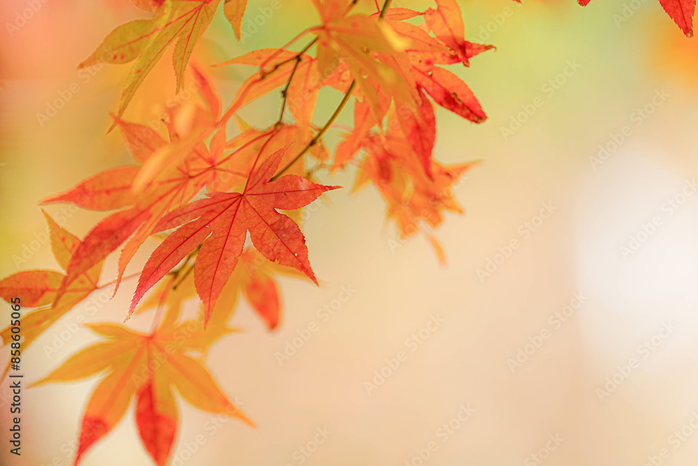 紅葉 紅葉