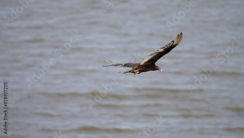 turkey vulture in flight over a lake with one foot dangling 