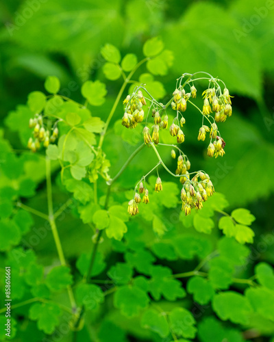 The male flowers of early meadow rue, Thalictrum dioicum, with yellow petaless flowers that hang like tassels. Photographed in June in Grayson Highlands State Park. photo