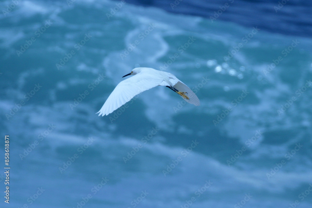 Obraz premium Garça-branca-pequena sobrevoado as fortes ondas da praia de Cordeirinho - Maricá - RJ