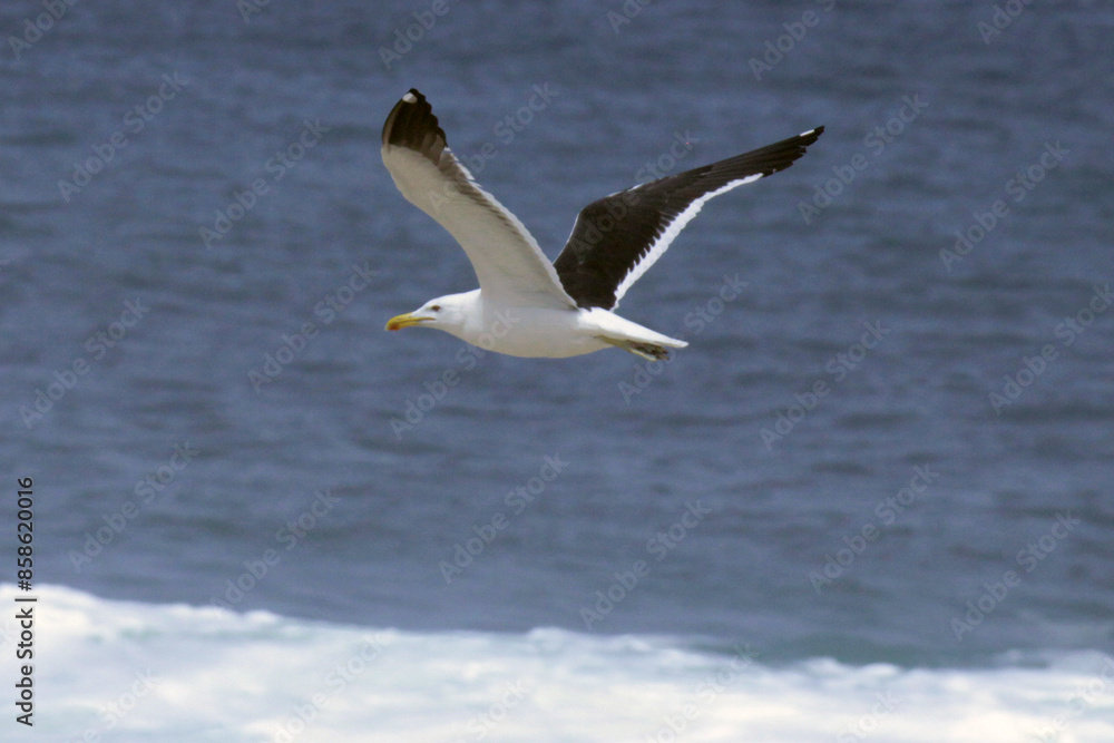 Uma linda gaivota sobrevoando as ondas do mar da praia de Cordeirinho- Maricá - RJ Uma linda gaivota sobrevoando as ondas do mar da praia de Cordeirinho- Maricá - RJ