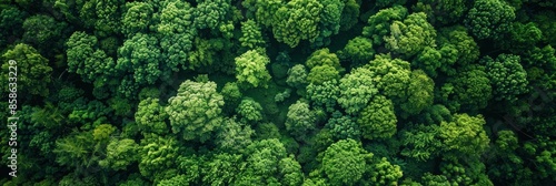 Aerial View of Lush Green Forest Canopy © Bolustck