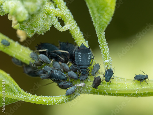 P6130020 black bean aphids, Family Aphididae, sucking juices from the stem of a plant, cECP 2024