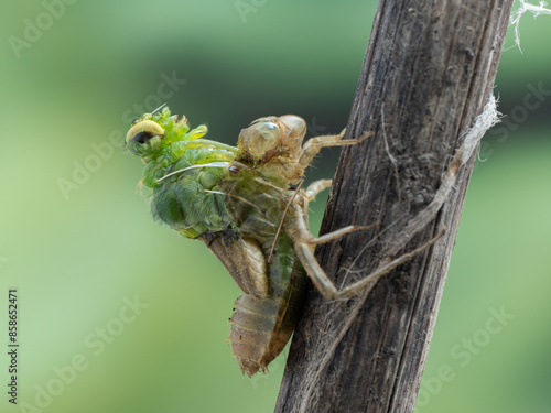 P6120095 adult female western pondhawk dragonfly (Erythemis collocata) emerging from larva, #1 of 8, cECP 2024 photo